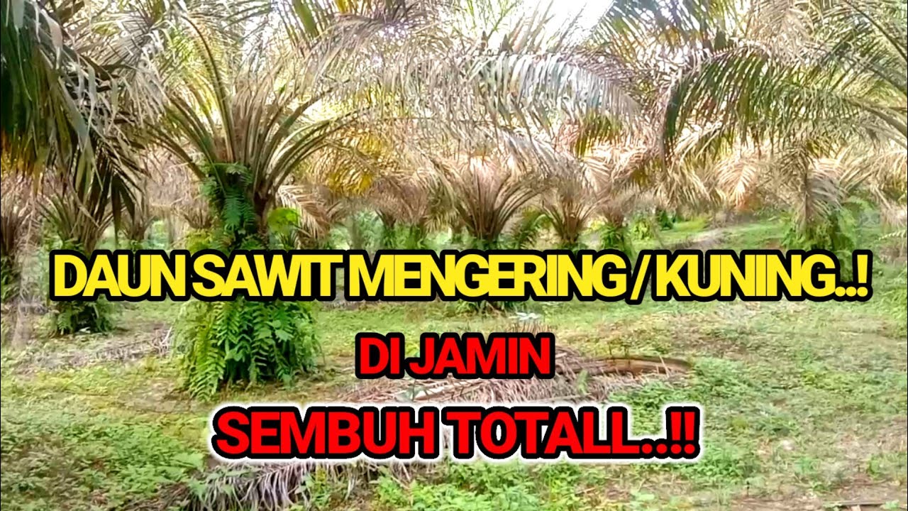 CARA MENGATASI DAUN SAWIT MENGERING / KUNING.
