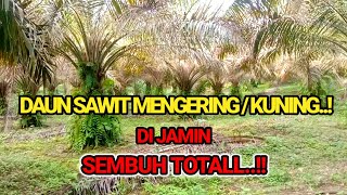 HOW TO DEAL WITH DRYING/YELLOWING PALM OIL LEAVES.