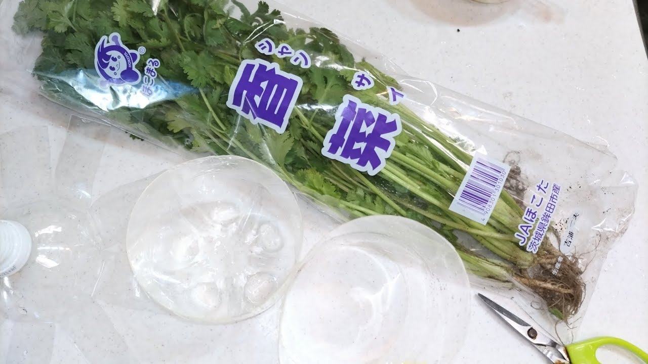 Regrowing Store-Bought Cilantro 03/03/2024 - YouTube