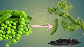Growing Cranberry Bean Time Lapse.! #timelapse #lapselife #timelapsevideo