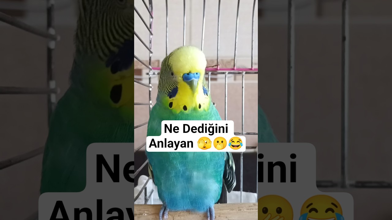 Ne Dediğini Anlayan Yoruma yazsın #muhabbetkuşu #konuşankuş #birds #budgies #budgies #talkingparot