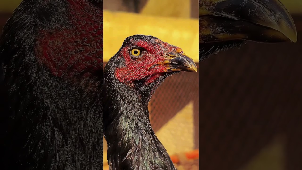 Face quality of Pakistan aseel breed hen