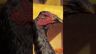 Face Quality Of Pakistan Aseel Breed Hen