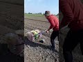 بلانتر زراعى 3 خطوط من أوليكس عالم الزراعه بلانتر زراعى 3 خطوط من أوليكس عالم الزراعه