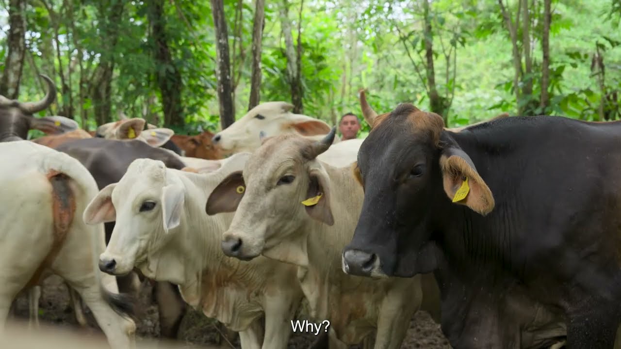 Eliminating Paradigms