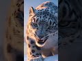 Lion vs Snow Leopard Battle on the World’s Roof! 🦁❄️🐆