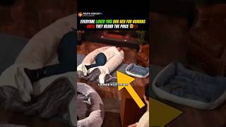 Everyone Loved this Dog Bed for Humans Until They Heard the Price 😲‼️Shark Tank US