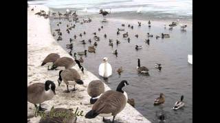 Roundhay Park, Wild ducks and wild gooses, swan, gulls in Winter of England