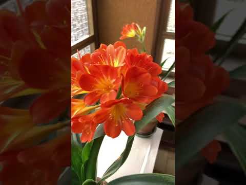วีดีโอ: Clivia: ความแตกต่างทั้งหมดของการดูแลดอกไม้ที่บ้าน + รูปถ่ายและวิดีโอ