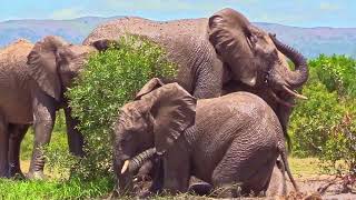 Elephants Having a Spa Day