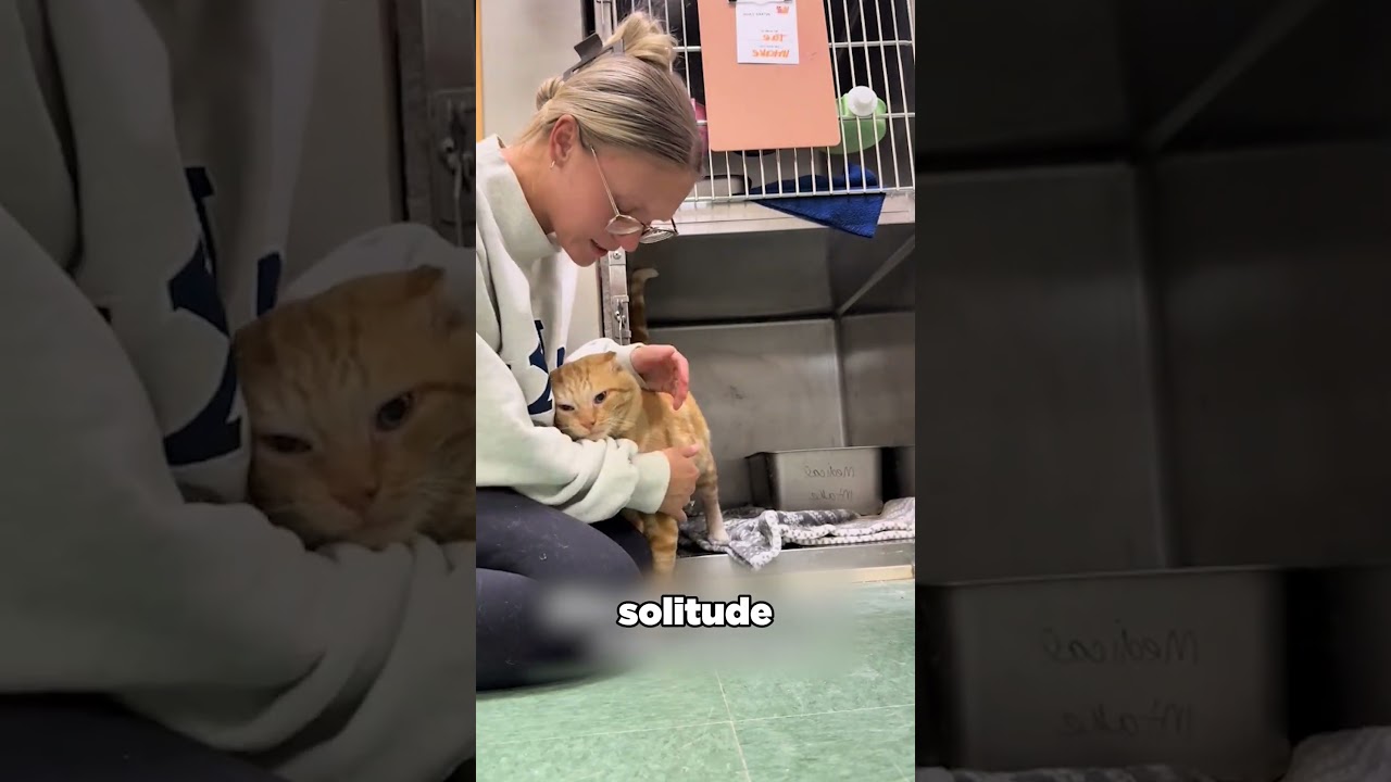 The cat who found comfort ❤️