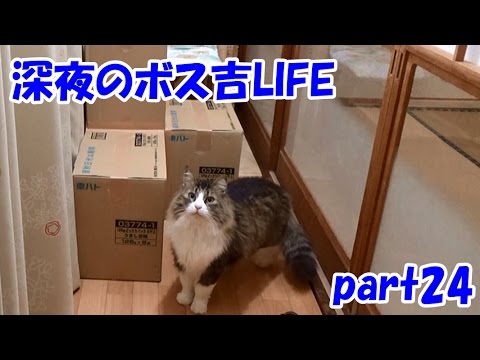 可愛い画像 Funny Cat Videos Part 24【Boss-Kichi's Cat life】