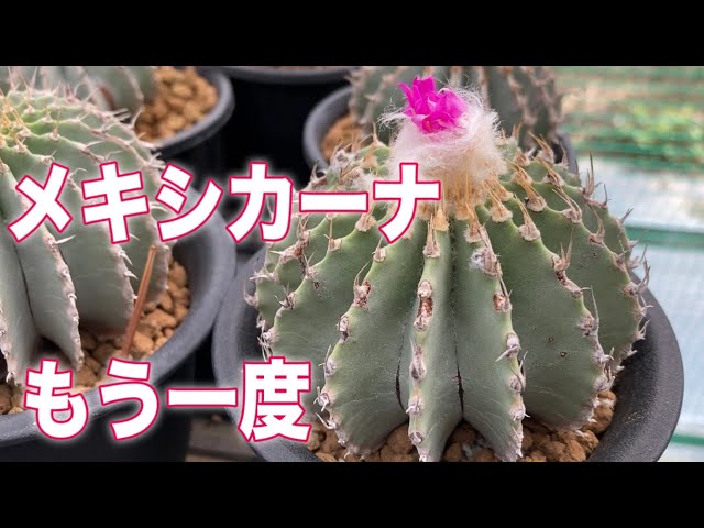 サボテン　メキシカーナ　開花球 楽天市場】サボテン：ゲオヒントニア メキシカーナ 実生*幅3cm 現品