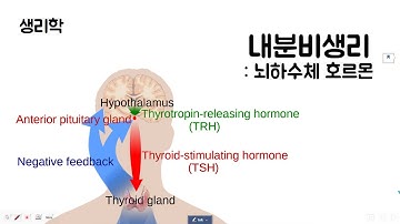 생리학 - 내분비생리 : 호르몬 조절 & 뇌하수체호르몬