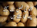 Potato Planting to Harvesting Complete Guide |potato Crop|