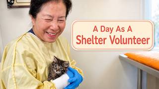 2 Hours Can Change a Shelter Pet’s Life: How To Volunteer At An Animal Shelter