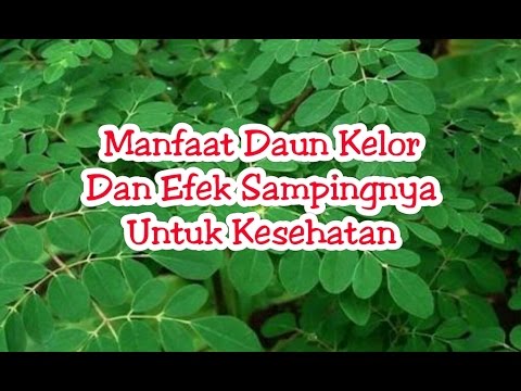 manfaat daun kelor  efek sampingnya  kesehatan