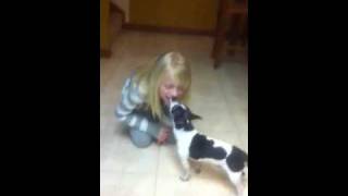 Chihuahua Vs Kid
