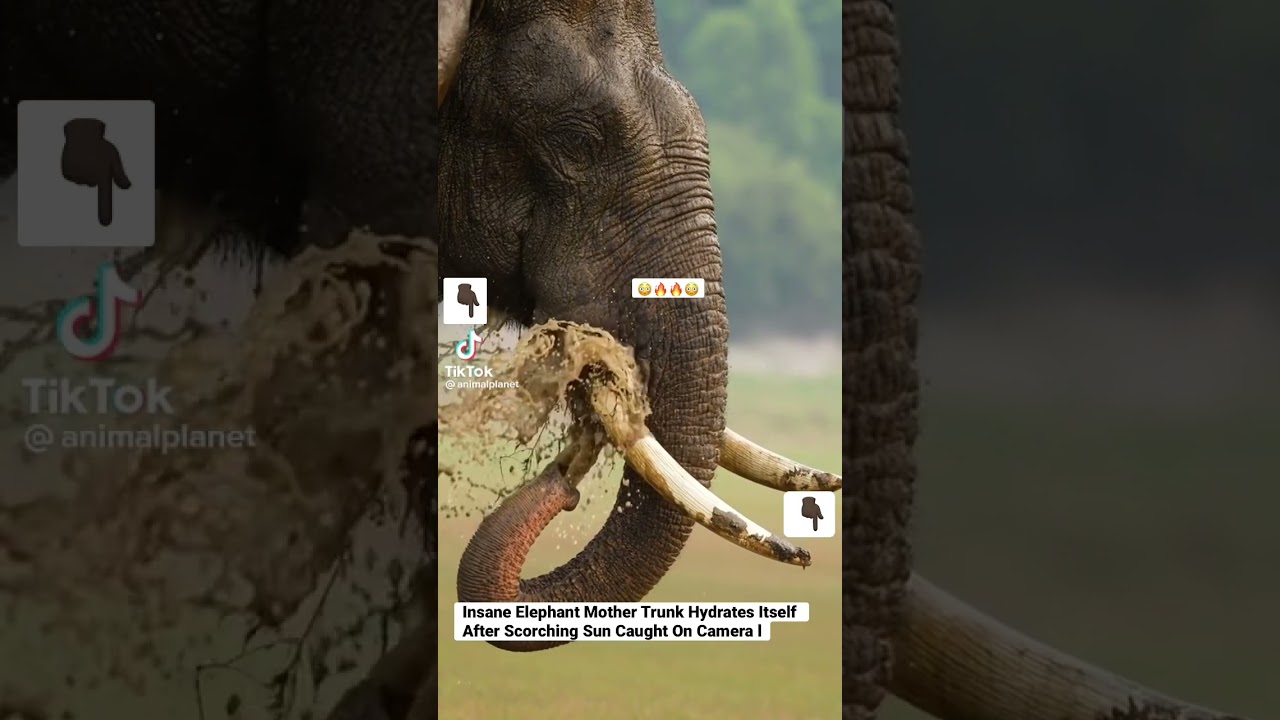 Insane Elephant Mother Trunk Hydrates Itself After Scorching Sun Caught On Camera #shorts #animals