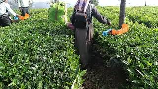 Battery tea harvester