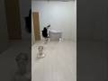 【Stilts dog mannequin performance】#dog #funny #challenge