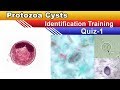 Protozoa cysts identification training  quiz  part 1 