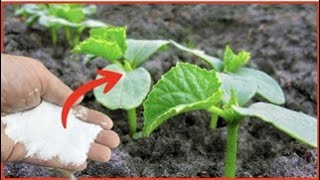 Just 1 tablespoon and cucumbers will grow overnight! You won't be able to harvest them all!