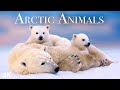 Arctic animals 4k  amazing scenes of arctic wildlife  scenic relaxation film