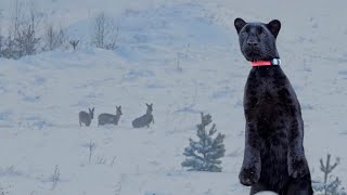 Луна Пантера Встречает Гостей 🦌🦌🦌