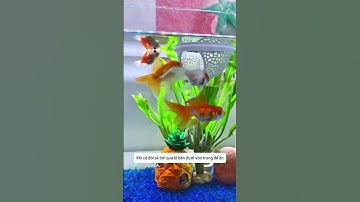 Chiếc bát ăn độc đáo cho cá vừa tiết kiệm vừa sạch nước #aquatic #shorts