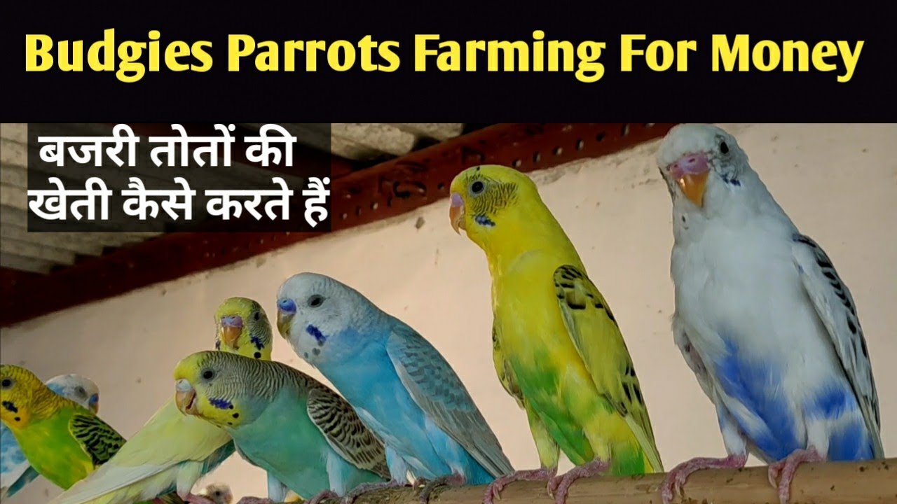 How to make Budgies Farm Full Detail