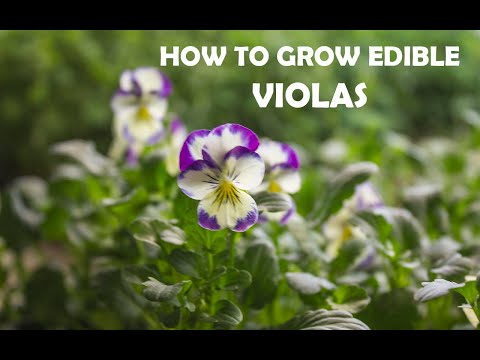 Video: Kako uzgajati jestivi cvjetnjak koji upada u oči