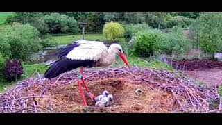 Lublewo/ pomorskie/PL🌾🐤🐤🐤🐤 Cztery pisklęta Wojtka i Inki..29.05.25