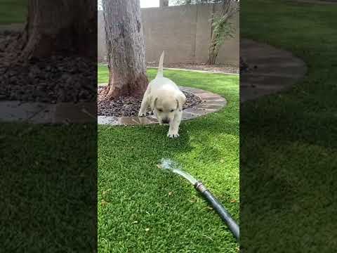 Adorable Puppy Plays