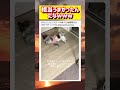 初めてステーキを食べた犬wwwww #面白い #おもしろ #tiktok #Twitter #2ch #5ch