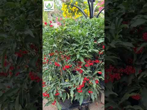 Video Kim Ngân Lượng, Tiền Vào Như Nước, Gặp Nhiều Sự May - youtube