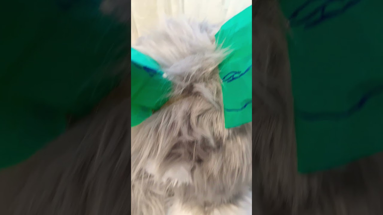 올프에겐 비밀이 있다죠 