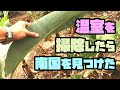 温室の雑草をたい肥にして南国化する