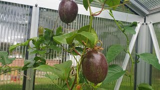 Maracuja Früchte Selber Anbauen. Wie Man Eine Pionspflanzen Pflegt Und Blüten Befruchtet.