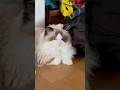 🔫🔫Fortnite cat🔫🔫 #ragdoll #fortnite #fortnitecat #funny #cat #youtubeshorts
