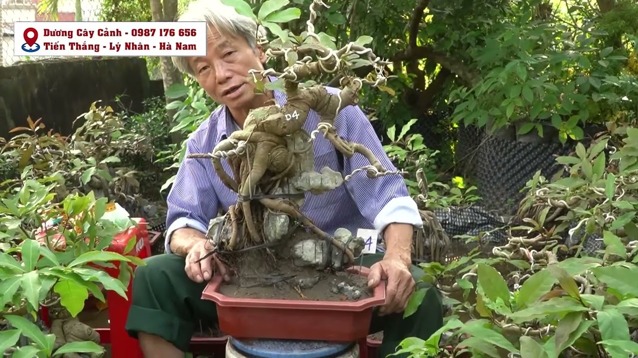XIN GỚI THIỆU VỀ CÂY LỘC VỪNG HẠT KÝ ĐÁ THẢ NƯỚC CỦA... - youtube