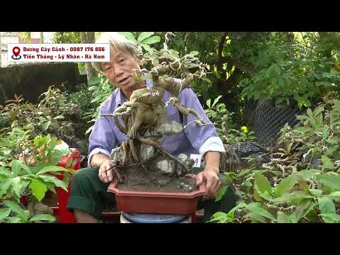 Video XIN GỚI THIỆU VỀ CÂY LỘC VỪNG HẠT KÝ ĐÁ THẢ NƯỚC CỦA... - youtube