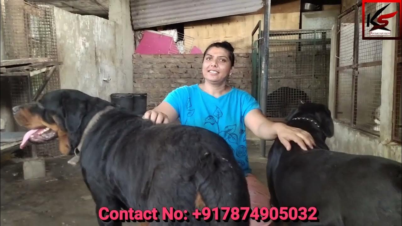 SHOW QUALITY ROTTWEILER DOG KENNEL HOSTEL TIFFIN SERVICE IN AHMEDABAD show-quality-rottweiler-dog-kennel-hostel-tiffin-service-in-ahmedabad