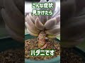 S83【このままだと枯れます】今年もハダニの季節です。簡単お手入れで大丈夫。