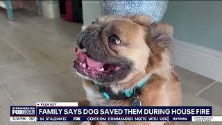 Hero pups save family from overnight house fire in Palm Bay
