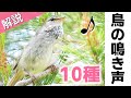解説!鳴き声が美しい鳥10種【さえずり】