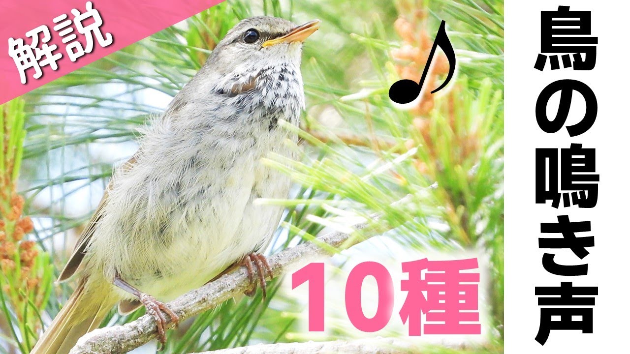 解説！鳴き声が美しい鳥10種【さえずり】