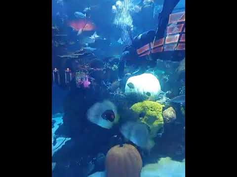 Exhibición Nueva Dimensión - Festival Salsa Casino Cali 2015