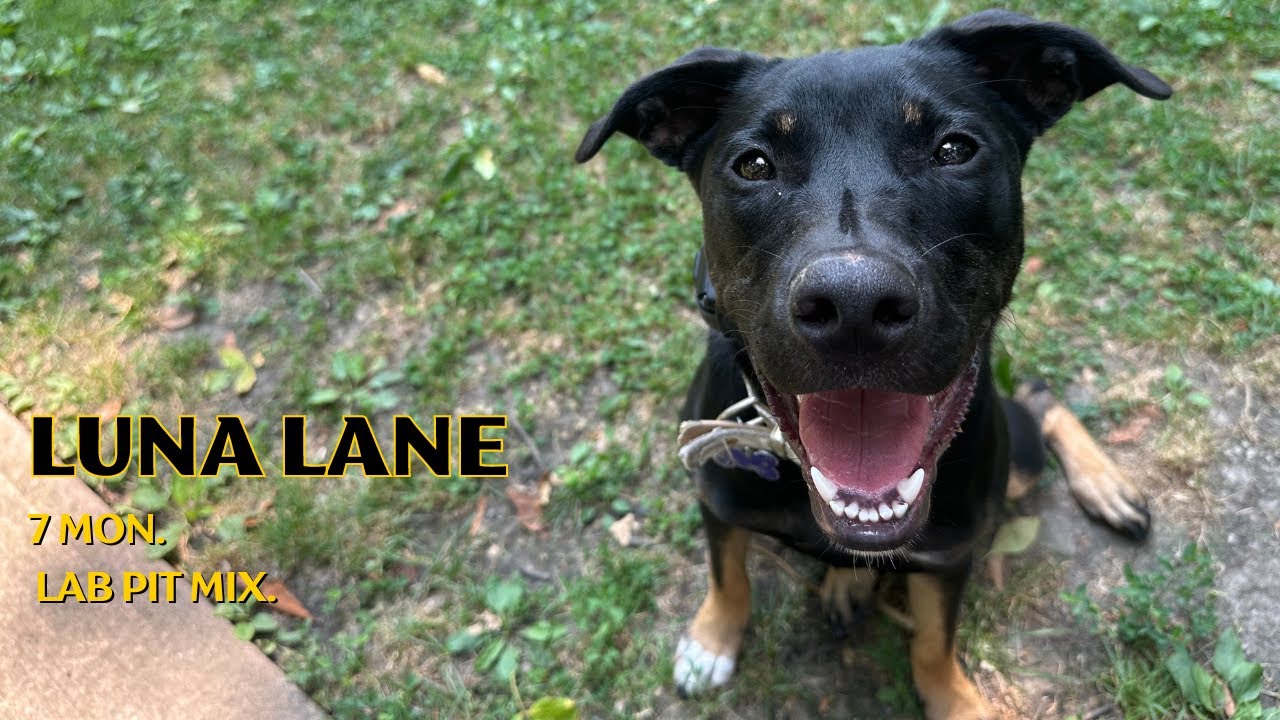 LUNA LANE | 7MO. | LAB PIT MIX| OFF LEASH E-COLLAR TRAINING | - YouTube
