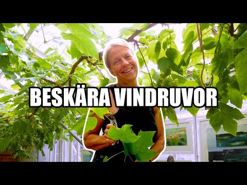 Video: Beskärning Av Druvor På Lusthuset: Hur Man Beskär Och Formar Lusthusdruvorna